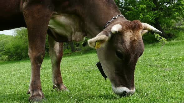 Cow Grazing Fresh Green Grass alt