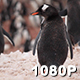 Gentoo Penguin Scratches Its Back - VideoHive Item for Sale