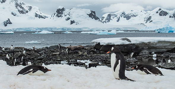 Penguin Colony at Paradise Bay, Stock Footage | VideoHive