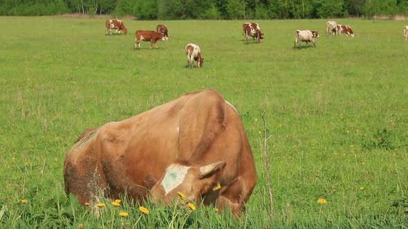 A Herd of Dairy Cows Grazing on a Green Meadow in Summer alt