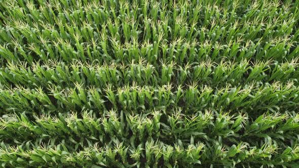 Top view of corn field, green corn stalks in the field, crops, agriculture.