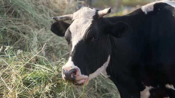 Close up video of a cow chewing fresh organic hay at the dairy farm