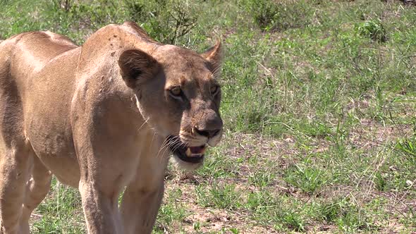 Lioness pants while watching prey in morning sunlight, slow zoom out alt