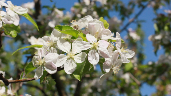 Fruit Tree Blossom In Spring