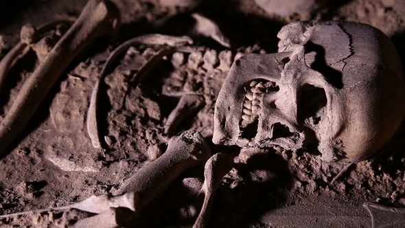 Human Skeleton, Skull, Bones, Excavated a Burial alt