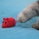 Cat Playing with Toy Mouse - VideoHive Item for Sale