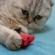Cat Playing with Toy Mouse - VideoHive Item for Sale