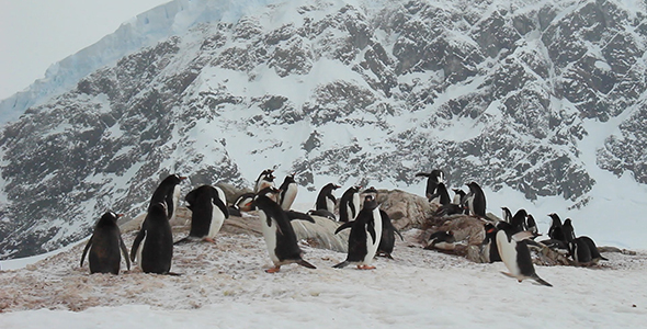 Mountainous Colony of Penguins