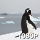 Penguin Preens over Antarctic Bay - VideoHive Item for Sale
