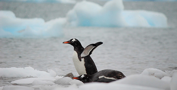 Penguins Drinking Sea Water alt