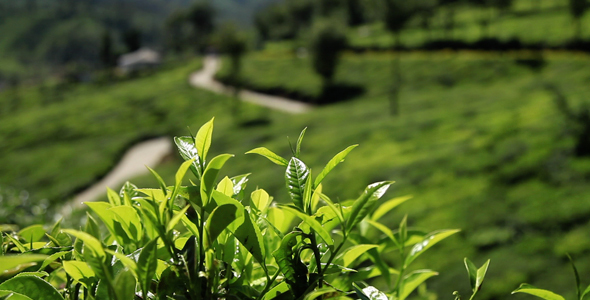 Tea Plantation Village