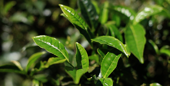 Tea Plantation Leaves