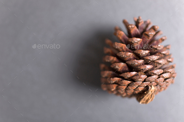 Pine cone on black slate