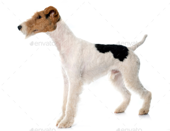 purebred fox terrier