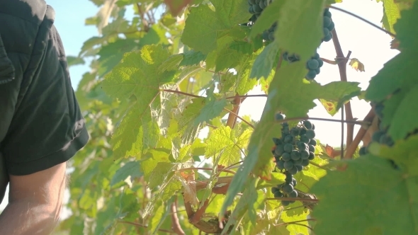 Wine Grape Harvest