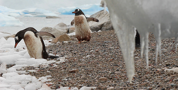 Gentoo Penguins Framed by Icicles alt