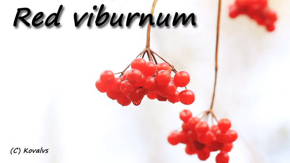 Red Viburnum