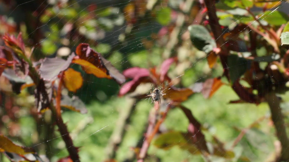 Spider Web With Spider On Green Leafy Background