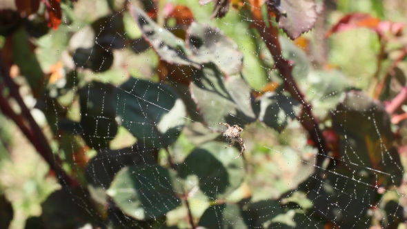 Spider Web With Spider On Green Leafy Background