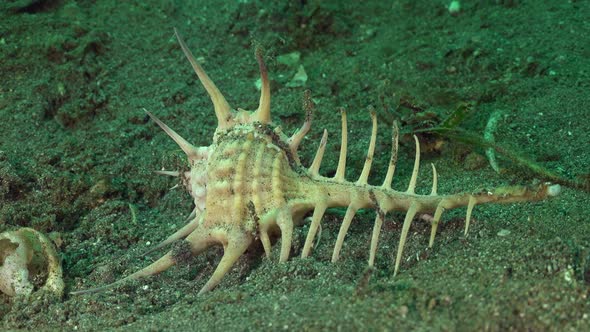 Murex Sea Snail crawling slowly over sandy reef in the Philippines alt