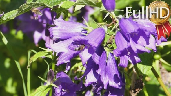 Beautiful Campanula Bellflower Violet Flowers