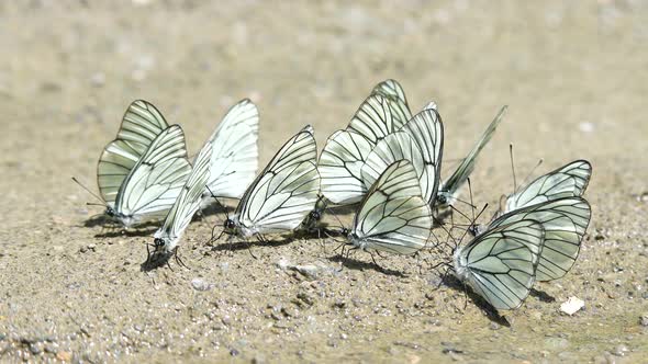 Hawthorn Butterfly alt