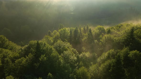 Vibrant Foggy Evening Over Dark Forest Trees at Bright Summer Sunset alt