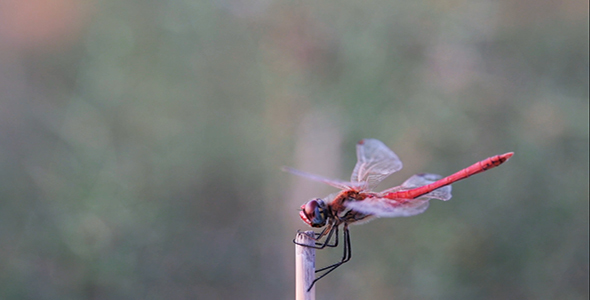 Dragonfly