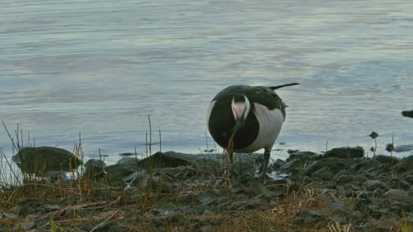 Wild Goose on a Lake Shore