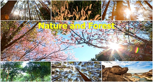 Nature and Forest
