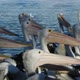 a Flock of Pelicans Nod Their Heads Together in Unison