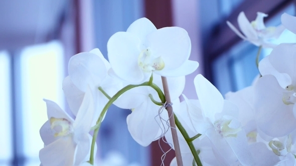 White Orchid Blooms