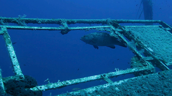 Divers Exploring Zenobia Shipwreck