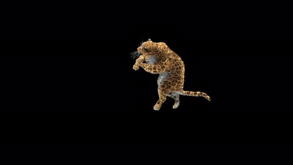 Leopard Dancing 4K alt
