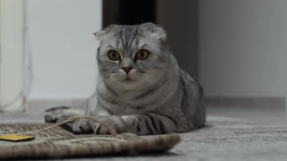 Petting cat lying on sofa in living room. Sleepy dark british cat with orange eyes stretching.