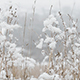 Foggy Winter 5 - VideoHive Item for Sale