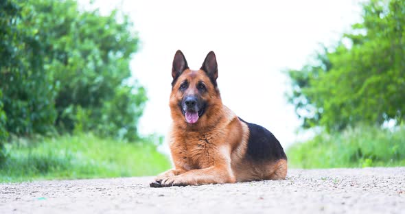 Purebred German Shepherd Resting on the Road and Stares Into the Camera in Spring alt
