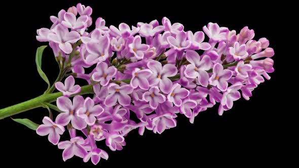 Lilac flowers blooming. Time lapse with alpha channel