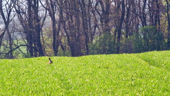 Picturesque Rural Landscape with Green Field and Hare