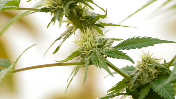 Marijuana Bud in Branch alt