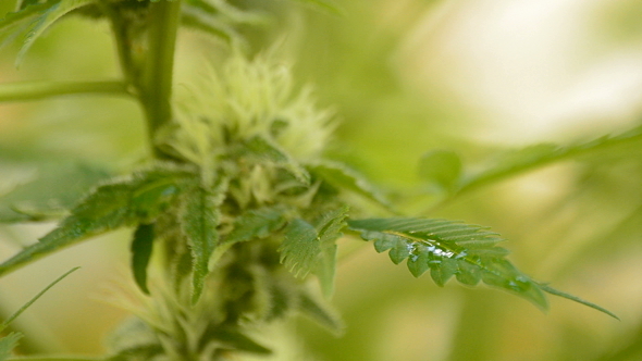 Marijuana Cannabis Leaves with Bud alt