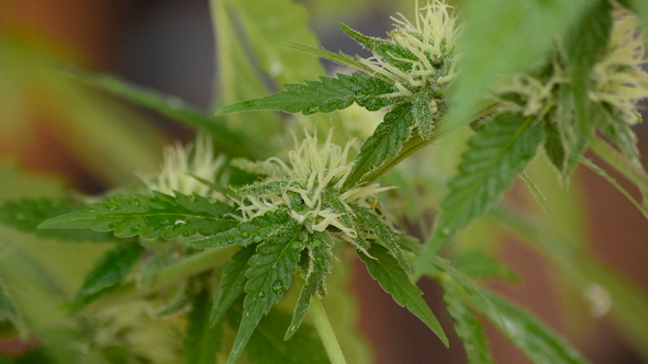 Marijuana Plant with Bud alt