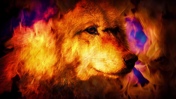 Wolf In Mystic Vision Smoke, Stock Footage | VideoHive