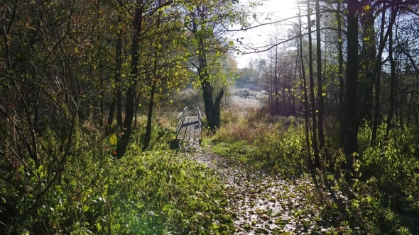 Autumn Leaves Falling Colorful Fall Season