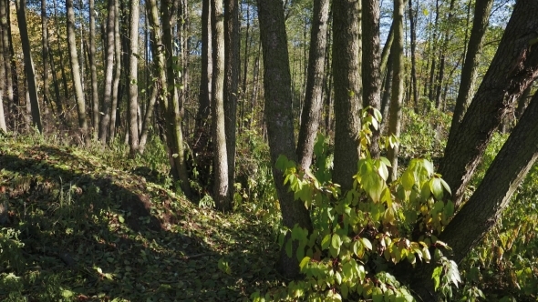 Autumn Leaves Falling Colorful Fall Season alt