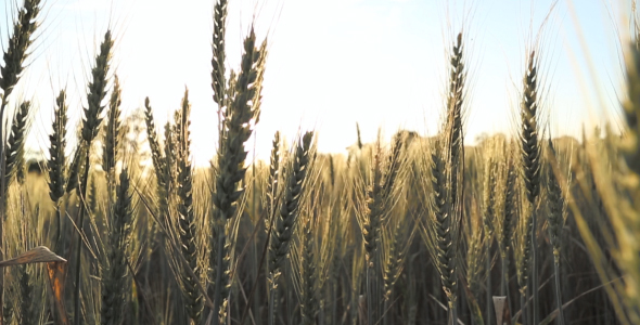 Sun Rays on Wheat at Sunrise 