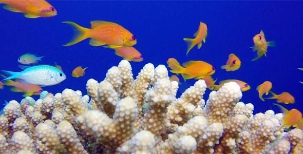 Blue Water Background with Colorful Scalefin Anthias alt