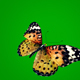 Butterfly on Green Background 2 - VideoHive Item for Sale