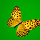 Butterfly on Green Background 4 - VideoHive Item for Sale