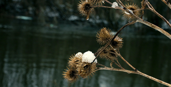 The Old Plant Growing Near the River alt